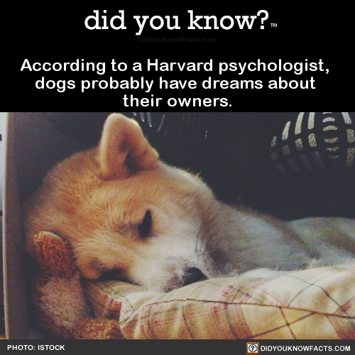 according-to-a-harvard-psychologist-dogs