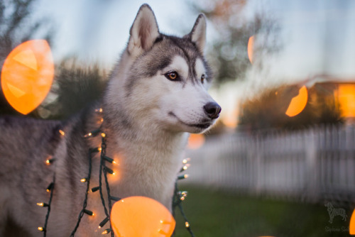 huskyhuddle - Merry Christmas you guys!These are rest of our...