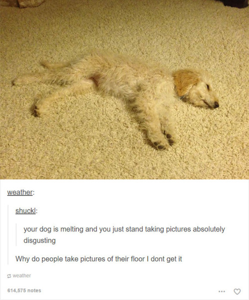 i-have-no-gender-only-rage - tumblr and dogs