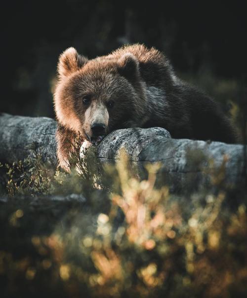 bearfeetco - pir-ado - x nature blog xHey Bear