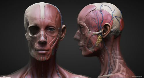 anatomy360 - Male and Female Ecorche Models
