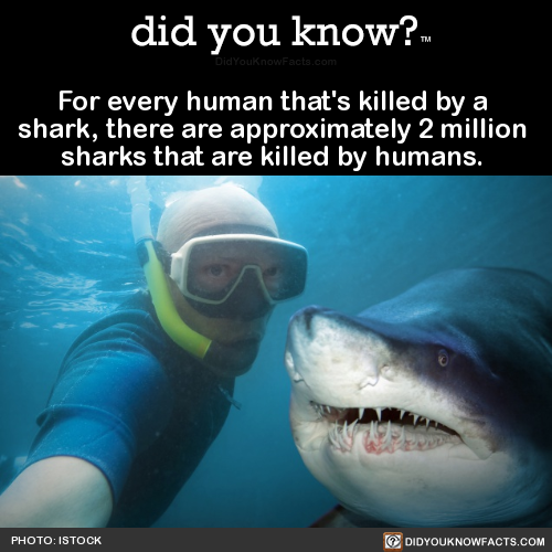 for-every-human-thats-killed-by-a-shark-there