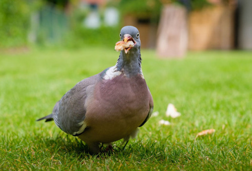 ridiculousbirdfaces - hungry pigeonby jeffrey...