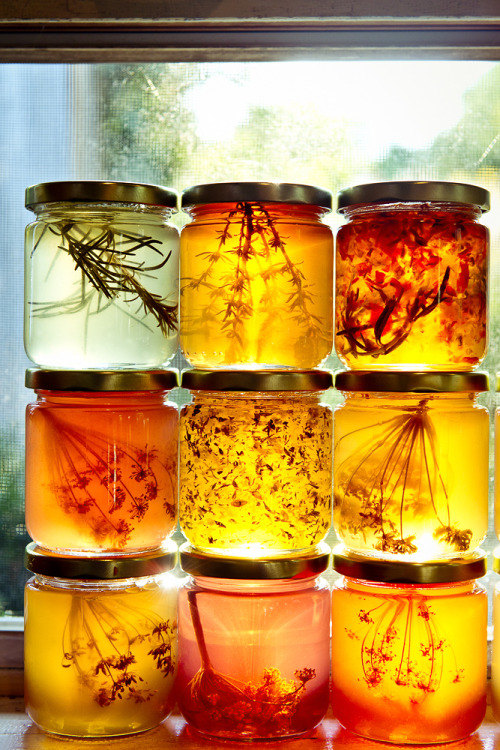 cookpot - jaagutidrik - Honey infused with herbs[id - Photo of...