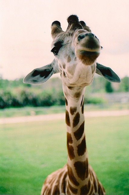 funny giraffe on Tumblr