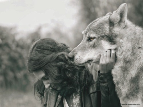 fiktizia - «Los lobos son animales extraordinarios, que desde...