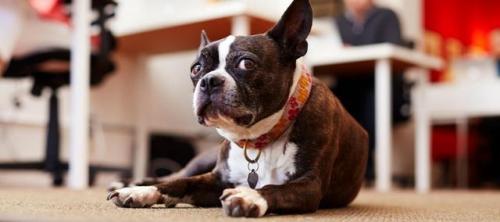Against office dogsOffice dogs have become a growing trend. Big...
