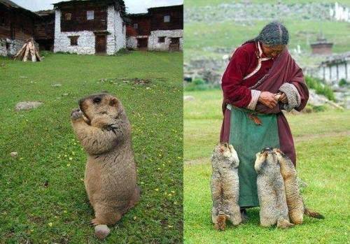 jmdj:funnywildlife:Himalayan marmots come for their regular...