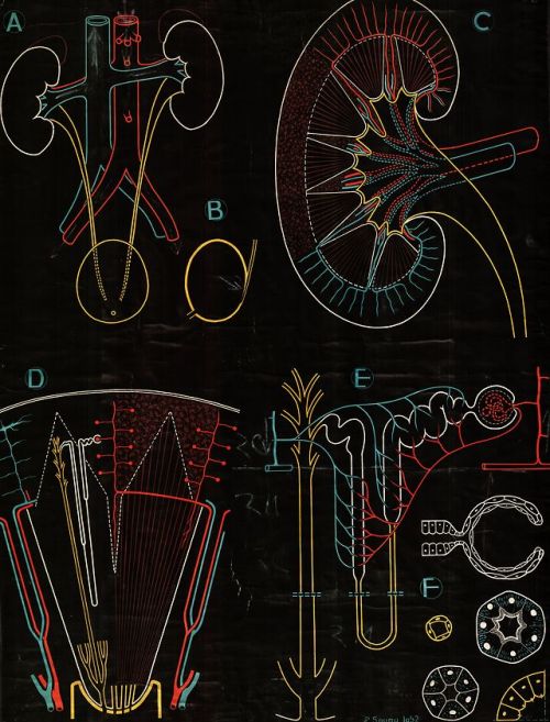 magictransistor:Paul Sougy. Nerve Tissue, The Spinal Cord, Cell...
