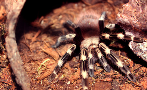 tarantuling - the spawn of satan Dolores is in premolt and closed...