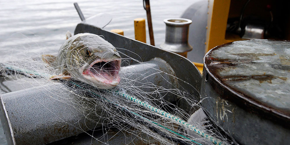 Yerli balık, gürültü kirliliği ve sürdürülebilir balıkçılık
