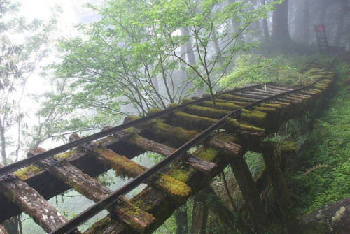 umblrgumblr - abandonedandurbex - Abandoned Rail Bridge in Taiwan...