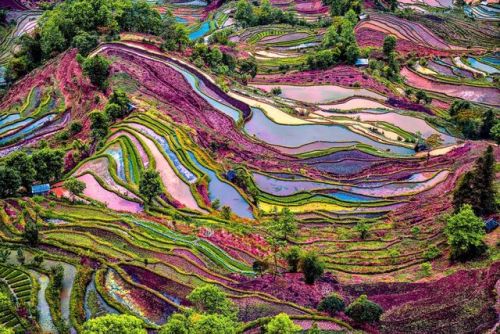 andantegrazioso - A beautiful purple colored rice field in...