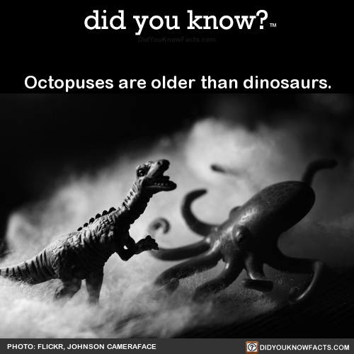 octopuses-are-older-than-dinosaurs-source-source