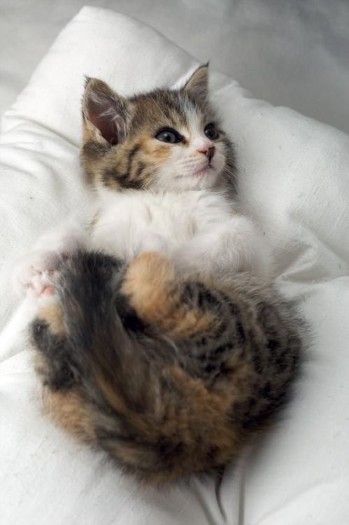 disgustinganimals - thecutestofthecute - Sweetest little kitten...