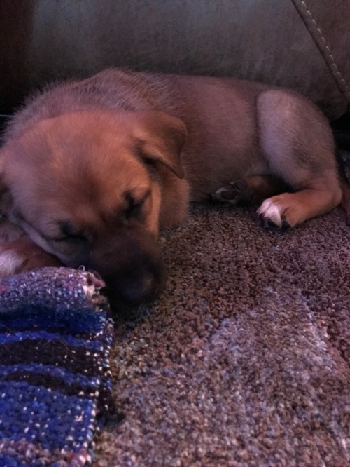 zackisontumblr - Meet Lilly - she’s 8 weeks old! German...