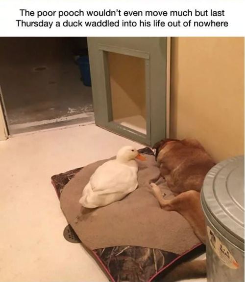 galahadwilder - catchymemes - This dog was depressed for 2 years...