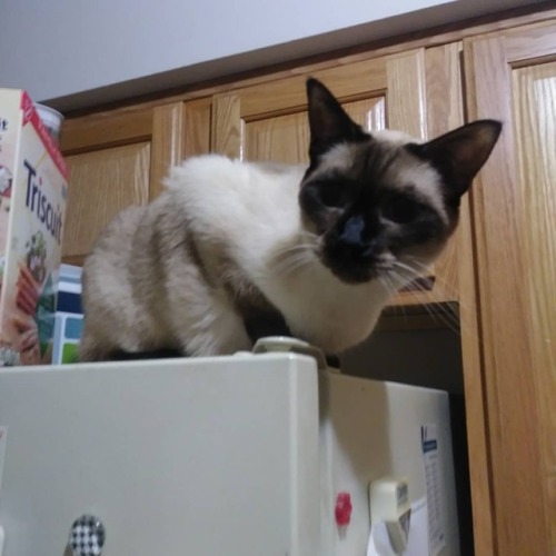 Now Chani is on top of the fridge. #Spoopy #cats galore...