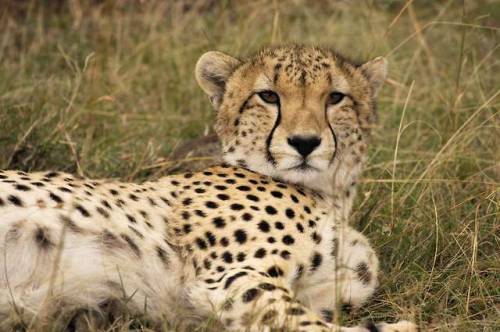 lovingexotics - Cheetah Acinonyx jubatus Source - Here