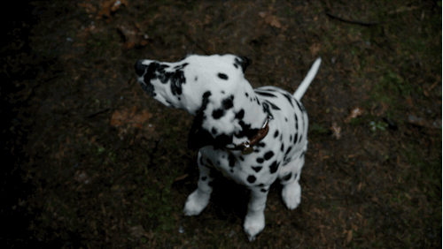 dalmatian puppy on Tumblr