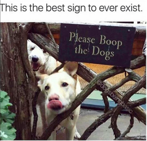 moonlandingwasfaked - the dogs made the sign
