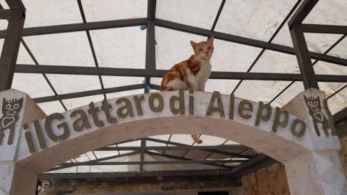 thegestianpoet - ithelpstodream - Alaa, The Aleppo Catman, runs a...