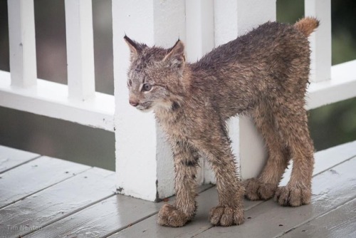 theotherwesley:catsbeaversandducks:Anchorage Resident Tim...