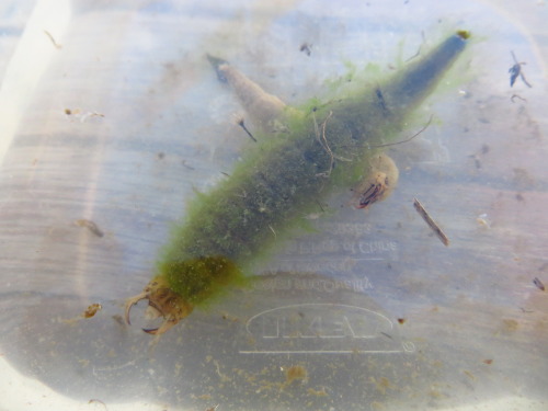 bowelfly:bowelfly:Hydrophilid beetle larvae from a pond in...