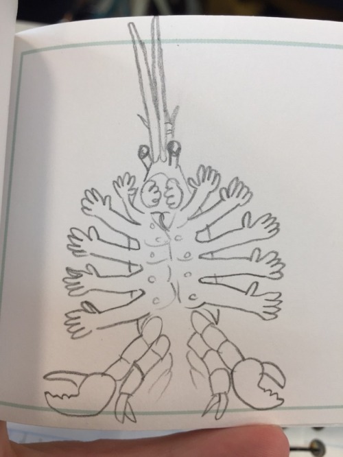 jayrockin - Some doodles from invertebrate zoology class - the...