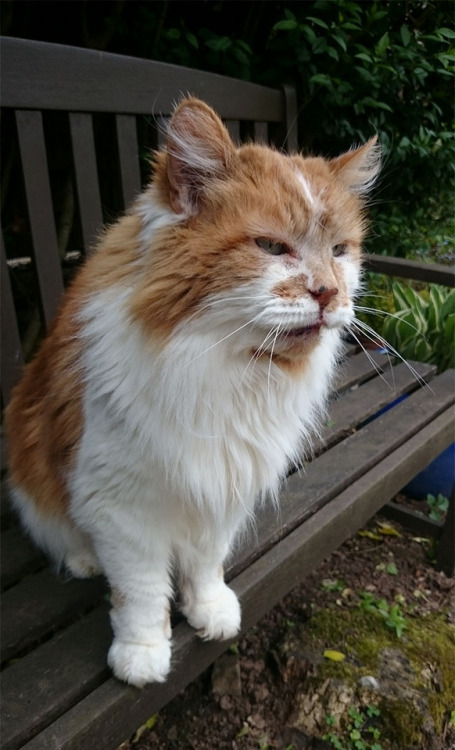catsbeaversandducks - Meet Rubble, a cat from Exeter, England,...