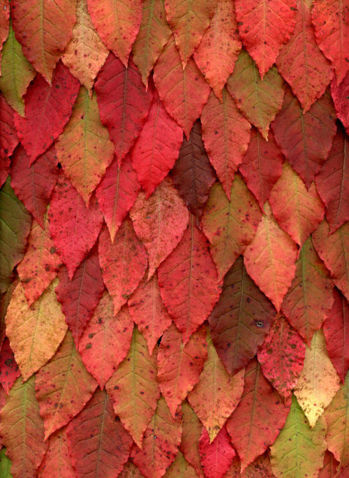 afaerytalelife - Horticultural Art - Autumn Leaves, by Fred Michel.