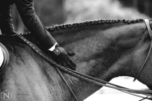 An Equestrian Life