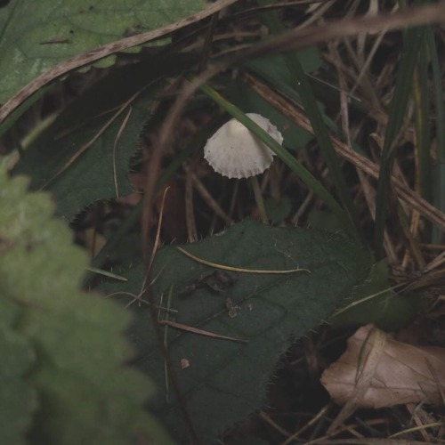mothsfuzz - misty mushrooms and foggy flowers