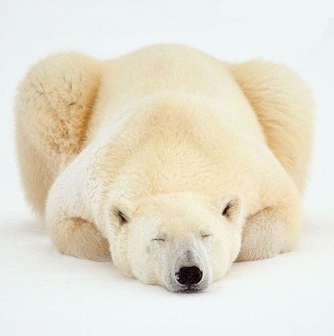 beautiful-wildlife - Polar Dreams by johnemarriott