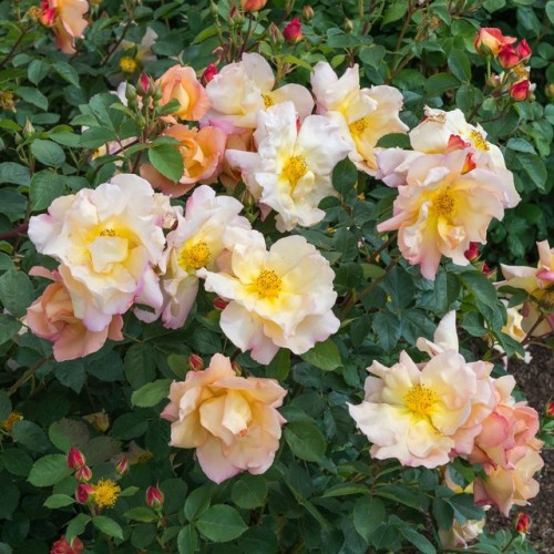 florealegiardini - Fighting Temeraire English shrub rose bred by...