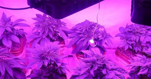 herbmedication - Plenty of growers who use HPS lights for the...