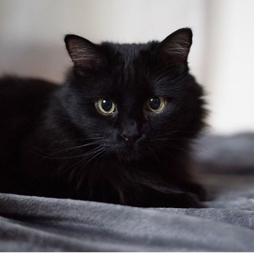 purrfectsquad - kitteninn - Black cats are awesomeBlack cats...
