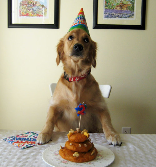 awesome-picz - Pets Having Better Birthday Parties Than You.
