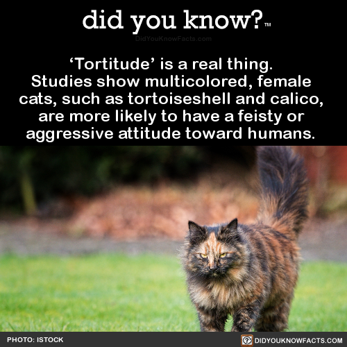tortitude-is-a-real-thing-studies-show
