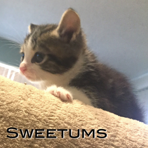 timemachineyeah - Rescued kittens need help (and...