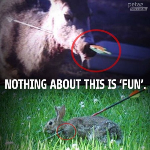 This is wrong! Don’t hunt!