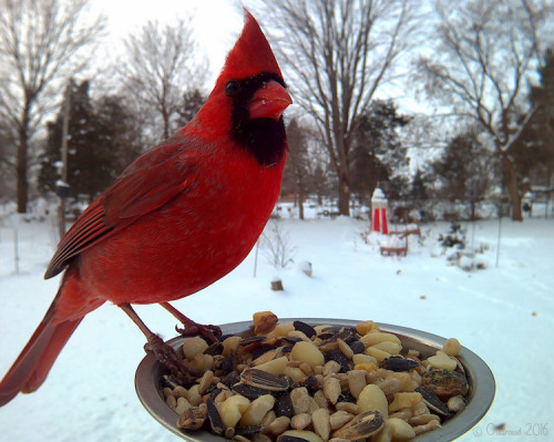mymodernmet - Woman Sets Up Bird Feeder Photo Booth to Capture...