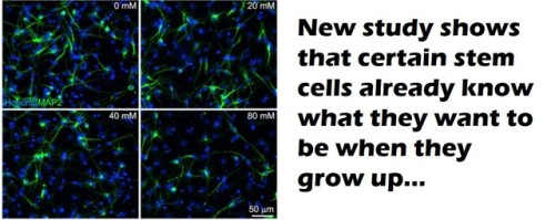 How Do Stem Cells Know What to Type of Cells to Form?