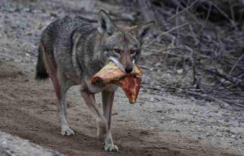 purringpizzasandburgos - Coyote eats pizza while still alive;...