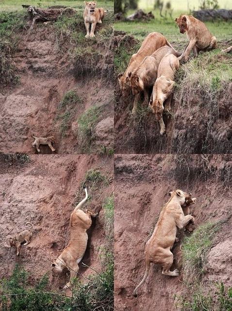 hikol:Twitter / tomotarou33: 獅子は崖から子供が落ちたら普通に助けにいきます ht...