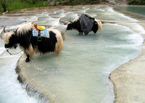 mingsonjia:Yaks at Baishui river, Lijiang, China