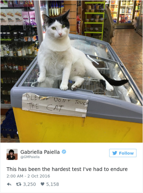catsbeaversandducks - Best Cat Tweets Of 2016Via Bored Panda