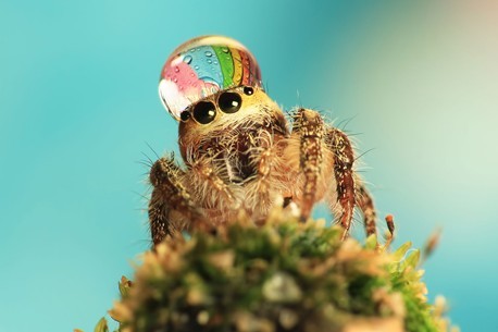 canadiannutellaboiii - chronicarus - Spiders with water droplet...