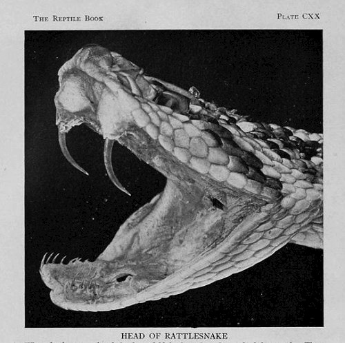 chaosophia218 - Plate CXX, Head of a Rattlesnake. The Reptile...