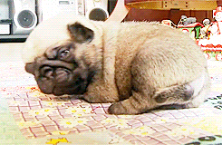 puppygifs - [x] - Pug Puppies Falling Asleep - Puppy Love